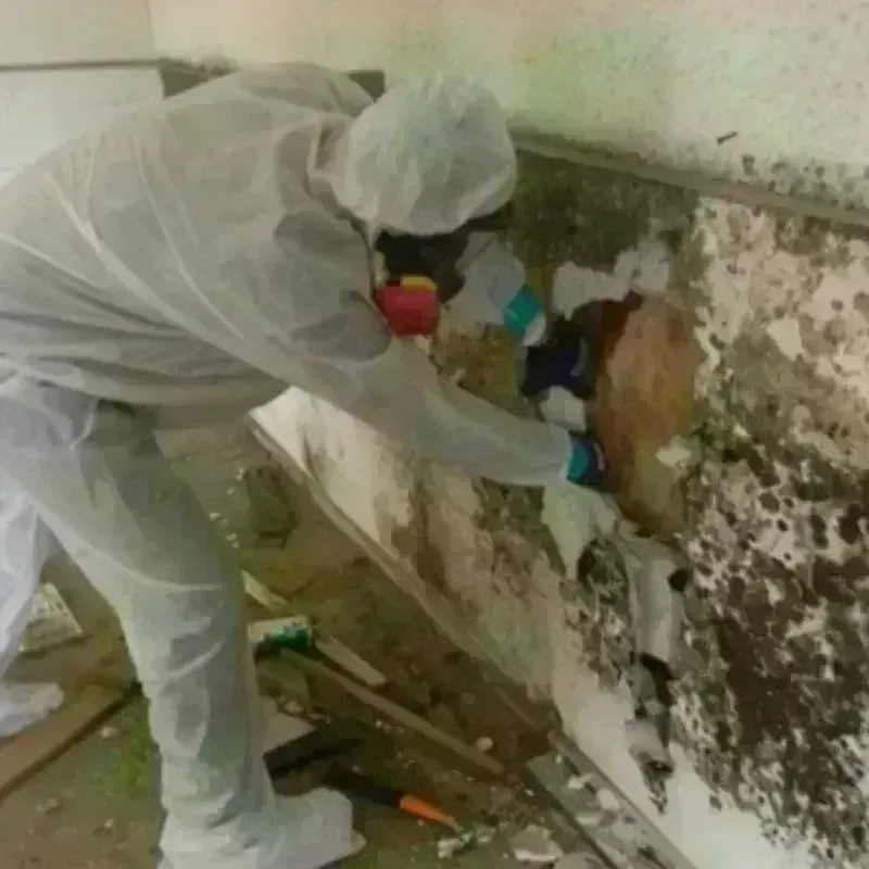 Mold Remediation and Removal in Saint Ansgar, IA